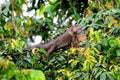 Leguan in a tropical forest