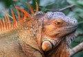 Leguan in a tropical forest