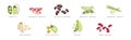 Legume Crop and Organic Plant Pod with Inscription Vector Set