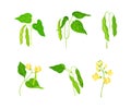 Legume plants with green leaves, flowers and pods set. Soybean plant vector illustration Royalty Free Stock Photo