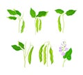 Legume plants with green pods and flowers set vector illustration