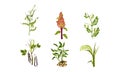 Legume Plants with Leaves, Pods and Flowers Vector Set