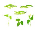 Legume plants set. Green ripe pods of soybean plant vector illustration Royalty Free Stock Photo