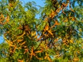 Legume tree with orange pods
