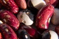 Legumes affected by agricultural pests - beetle - bean weevil