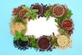 Legumes and Herbs Healthy Food Collection Royalty Free Stock Photo