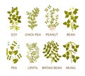 Legumes plants with leaves, pods and flowers.