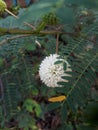 Leucaena leucocephala fabaceae acacia