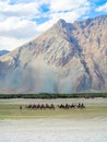 LEH LADAKH, INDIA-JUNE 24: Group of tourists are riding camels a