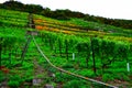 Lehmen, Germany - 10 07 2020: monorail in vineyards terraces with autumn colors Royalty Free Stock Photo