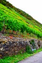 Lehmen, Germany - 10 07 2020: Steep vineyards with rough vineyard wall Royalty Free Stock Photo