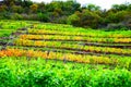 Lehmen, Germany - 10 07 2020: terraced steep vineyards in autumn Royalty Free Stock Photo