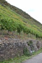 Lehmen, Germany - 10 07 2020: Very steep vineyards in Mosel valley during October Royalty Free Stock Photo