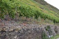 Lehmen, Germany - 10 07 2020: steep terraced vineyards Royalty Free Stock Photo