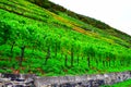 Lehmen, Germany - 10 07 2020: Steep vineyards in autumn Royalty Free Stock Photo