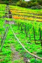 Lehmen, Germany - 10 07 2020: monorail in the steep Mosel valley vineyards Royalty Free Stock Photo