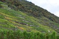 Lehmen, Germany - 10 07 2020: Steep vineyards with forest on higher ground Royalty Free Stock Photo