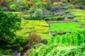 Lehmen, Germany - 10 07 2020: Colorful autumn in the steep vineyards Royalty Free Stock Photo