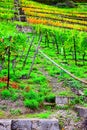 monorail in steep terraced vineyards Royalty Free Stock Photo