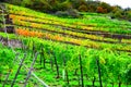 steep terraced vineyards in autumn color near Lehmen Royalty Free Stock Photo