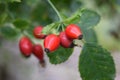 red bush rose fruit, useful for tea