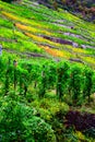 colorful steep vineyards during autumn Royalty Free Stock Photo