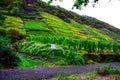 steep vineyards near Lemen in Mosel valley during autumn Royalty Free Stock Photo