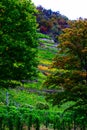 autumn trees and steep vineyards with red trees above Royalty Free Stock Photo