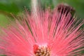 Lehua Royalty Free Stock Photo