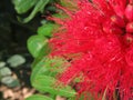 Lehua Love Royalty Free Stock Photo