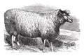 Leicester sheep or Bakewell Leicester, vintage engraving