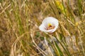 Leichtlin`s Mariposa Lilly blooming in tall grass, California Royalty Free Stock Photo