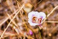 Leichtlin`s Mariposa Lily blooming on the hills of south San Francisco bay area, California Royalty Free Stock Photo