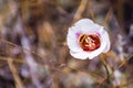 Leichtlin`s Mariposa Lily blooming on the hills of south San Francisco bay area, California Royalty Free Stock Photo