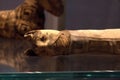 Mummy of a cat from ancient Egypt