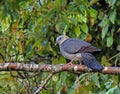 Leigrijze Houtduif, Ashy Wood-Pigeon, Columba pulchricollis