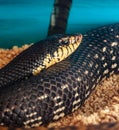 Leioheterodon madagascariensis or Malagasy Giant Hognose Snake