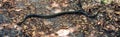 Leioheterodon madagascariensis, snake of Madagascar