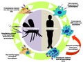 Leishmania