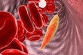 Leishmania parasite in blood