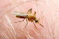 Leishmaniasis, Encephalitis, Yellow Fever, Dengue, Malaria Disease, Mayaro or Zika Virus Infectious Culex Mosquito Parasite Insect