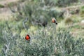 Leistes loyca, long-tailed meadowlark is a passerine bird of southern South America. Royalty Free Stock Photo