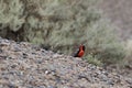 Leistes loyca, long-tailed meadowlark is a passerine bird of southern South America. Royalty Free Stock Photo