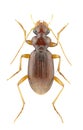 Leistus ferrugineus