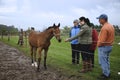 Leisure lifestyle of visiting a horse farm