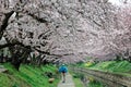 Leisure walk along a footpath under a romantic archway of pink cherry blossom trees