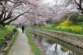 Leisure walk along a footpath under a romantic archway of pink cherry blossom trees Royalty Free Stock Photo