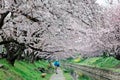 Leisure walk along a footpath under a romantic archway of pink cherry blossom trees