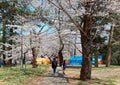 Leisure walk on a pathway thru` a forest of romantic Sakura trees on a sunny spring morning in Omiya Park