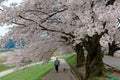 Leisure walk with a pet dog under a romantic archway of cherry tree blossoms Sakura Namiki in Kyoto